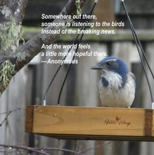 A scrub jay on a feeder: Somewhere out there, someone is listening to the birds instead of the breaking news. And the world feels a little more hopeful there. —Anonymous